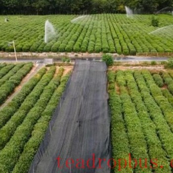 Facing the Heatwave, Tea Villages in the West Lake Scenic Area Have Measures to Protect Their Crops