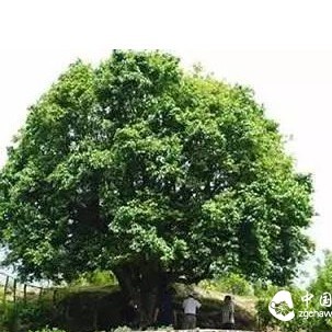 How Old Must an 'Old Tea Tree' Be to Be Considered Good?