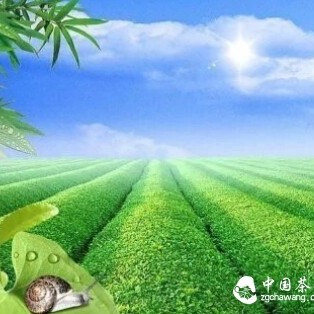 China's Seven Major Tea Categories