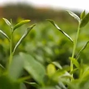 There-s a Fine Tea Called "Tieguanyin Autumn Tea"