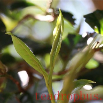 2024 Price of Man Nu Spring Tea