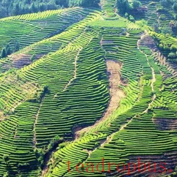 What is Putuo Buddhist Tea?