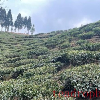 Darjeeling’s Non-Colonial Tea Gardens: Arya Tea Estate