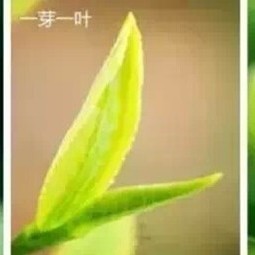 Don't Be Too Obsessed with 'Buds'