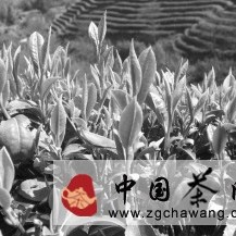 White Hair Silver Needle: The "Beauty" in Tea (Image)