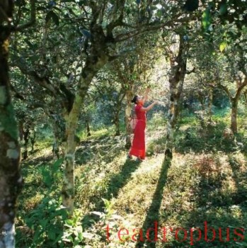 This is the glory of all ancient tea mountains in Yunnan