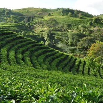The Spring Tea Season: An Overview of the History and Culture of Menghai Pu-er Tea (Part 1)