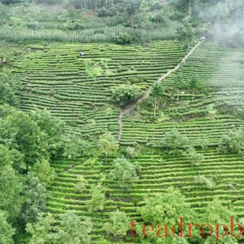 Pingwu: "Waste Leaves" Turn into "Golden Leaves" &#8211; Summer and Autumn Tea Boosts Income for Tea Enterprises and Farmers