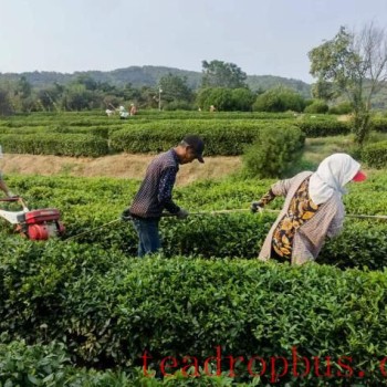 Tea Garden Management — Scientific Application of Base Fertilizer for Tea Trees in Autumn 2025