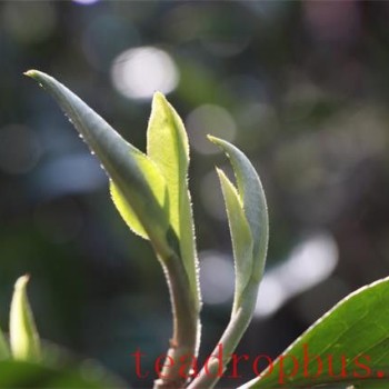 What is Puer First Flush Spring Tea?
