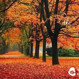 The autumn wind is bleak, can green tea still be drunk?