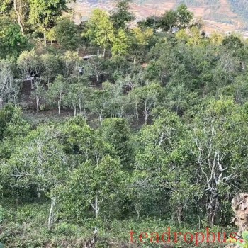 Busy Tea-Picking in Spring in Lancang; Manglang Town-s Ancient Tea Trees Fragrant