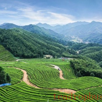 Anhua Black Tea and Simao Pu-er: Twin Teas from the Golden Tea Belt at 30° North Latitude