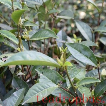 Typhoon Aftermath: Flood Recovery and Disaster Mitigation Techniques for Tea Gardens