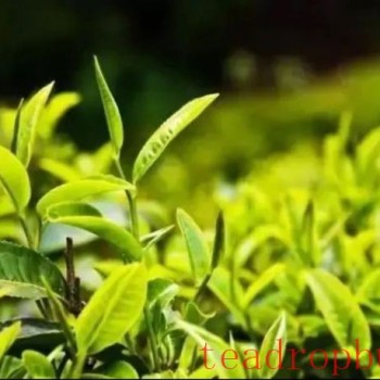 Puer Tea Culture of Menghai County ①