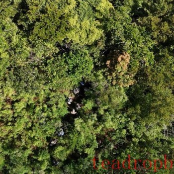 Exploring the Depths of Wuzhi Mountain, Hainan: A Census of Wild Large-Leaf Tea Trees