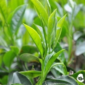 There are so many Oolong teas, what should we call them?