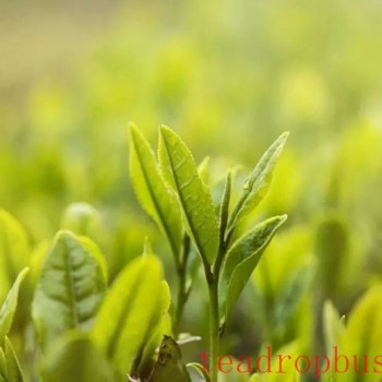 Is Spring Tea Simply Tea from Spring? Beware, It Might Be "Fake" Spring Tea!
