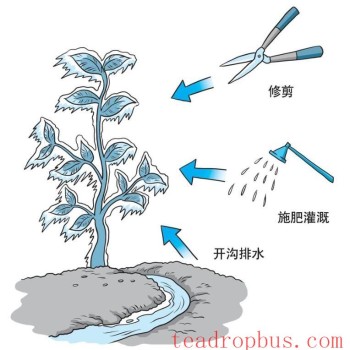 Q&A on Scientific Tea Planting: How to Care for and Revitalize Tea Trees After Freezing Damage?