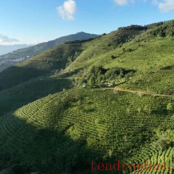 Zhenkang: Building Party Branches Along the Chain to Boost Tea Industry Development