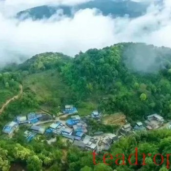 Mengla Tea &amp;#8211; Tribute Tea Flavor: The Watershed Cave in the Ancient Six Great Tea Mountains of Pu-er, Mansa Tea Mountain