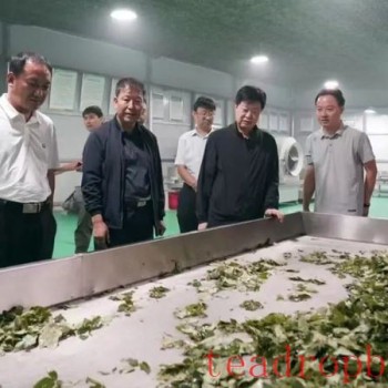 Shaijing Township: Forsythia Leaves Transform into Tea, Extending the Industrial Chain for Greater Efficiency
