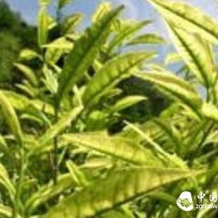 White Tea: Promotes Blood Sugar Balance, Improves Eyesight, Promotes Blood Sugar Balance