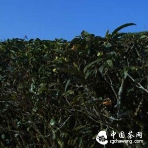 The Distinctive "Old Bush" Tieguanyin