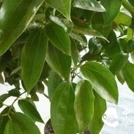 Wuyi Rock Tea – A Dialogue Between Lips and Soul