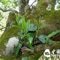 Many People Have Misconceptions in Identifying Ancient Tree Tea