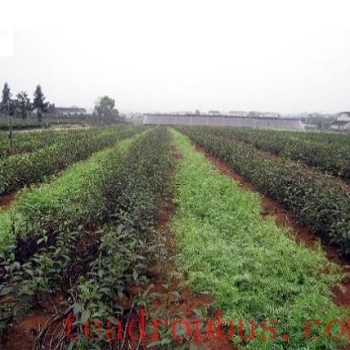 Intercropping Winter Green Manure in Tea Gardens
