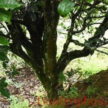 Brown Mountain 2024 Large Tree Spring Tea Pre-Sale Prices