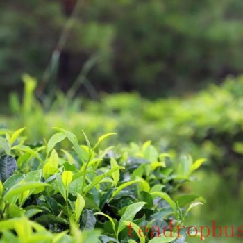Rain-Moistened Tea Fragrance: The Enchanting Rain Water Tea