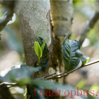 What is Ming-Qian Spring Tea?