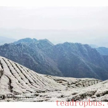 While Enjoying the Snowy Scenery, Don-t Forget to Take Anti-freeze Measures for Your Tea Gardens!