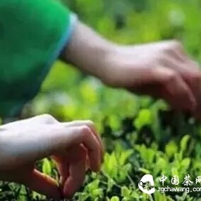 Pre-Qingming? Pre-Grain Rain? Which Spring Light Do You Prefer?