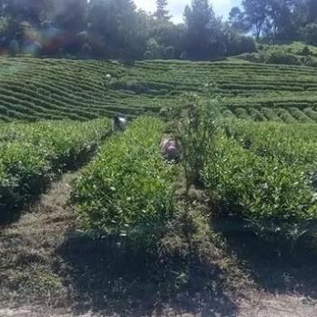 Gaizhai Town, Kaiyang County: Precision Management and Protection of Autumn Tea Gardens Paints a Promising Picture for the Coming Year