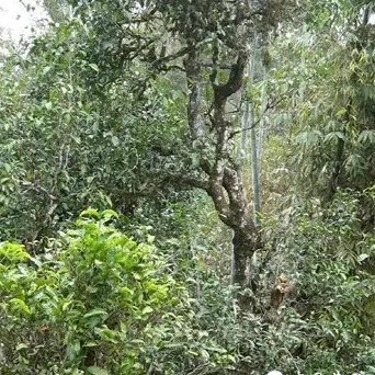 Main Components of Pu-erh Tea Dry Matter