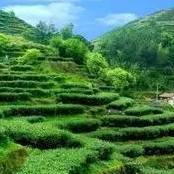 The Trilogy of Wuyi Rock Tea