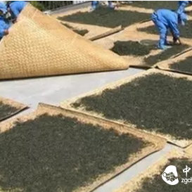 Is the Pu-erh Tea You Drink Sun-dried or Oven-dried?