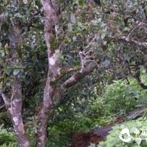 Detailed Analysis of Pu'er Tea Tree Age