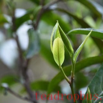 What are the characteristics of the Pasah Ancient Tree Tea?