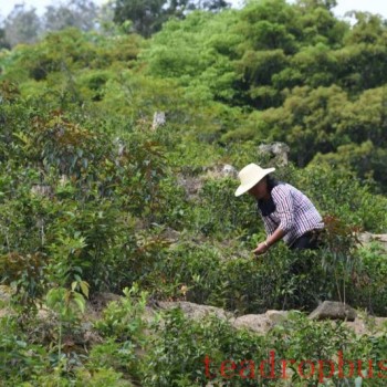Green Tea Making Skills (Bai Shui Chi Fried Tea Making Skills)