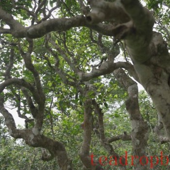 Three Obscure Facts About Ancient Tree Tea, Did You Know?