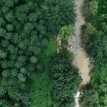 The Quality of Ancient Tree Tea Is Not Determined by Age Alone