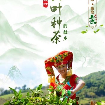 Shuangjiang Mengku: The Homeland of Large-Leaf Tea