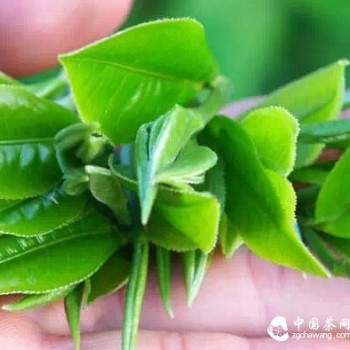 18 Classic Lies About Pu-erh Tea