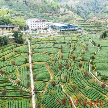 Shuangqiao Town: Busy with Summer-Autumn Tea Garden Management, Ensuring Increased Income for the People