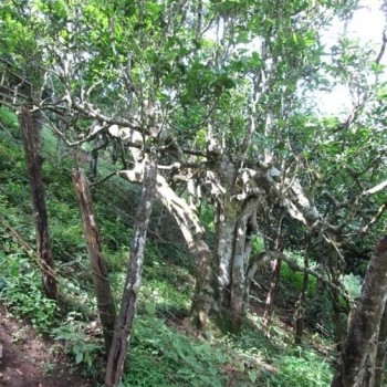 Introduction to the Growing Conditions of Pu-erh Tea Trees