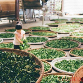 The Development of Tea Culture